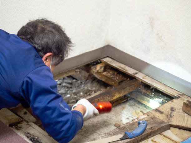 Best Black Mold Removal  in Belle Chasse, LA