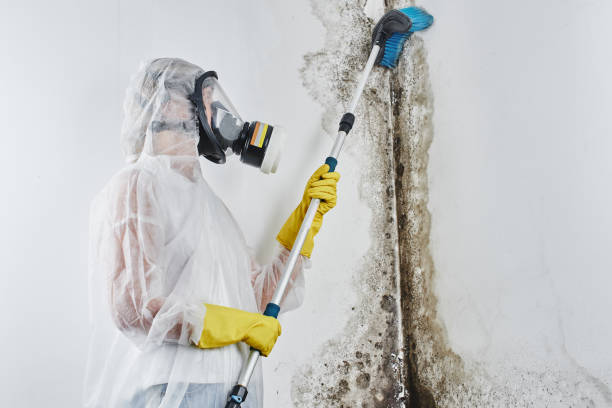 Best Crawl Space Mold Removal  in Belle Chasse, LA