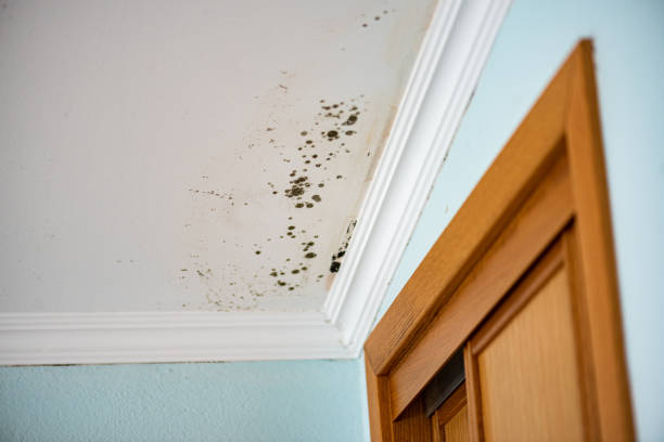 Best Commercial Mold Removal  in Belle Chasse, LA