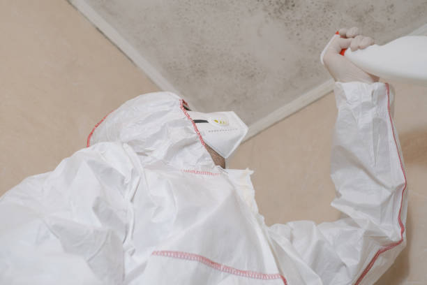 Best Attic Mold Removal  in Belle Chasse, LA