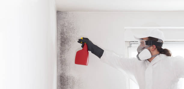 Best Mold Damage Repair  in Belle Chasse, LA