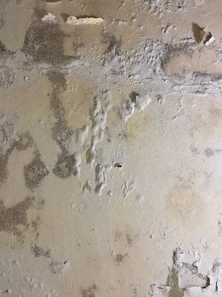 Best Residential Mold Removal  in Belle Chasse, LA