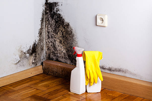 Best Mold Testing  in Belle Chasse, LA