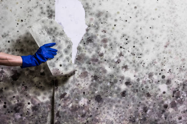 Best Mold Cleaning Services  in Belle Chasse, LA